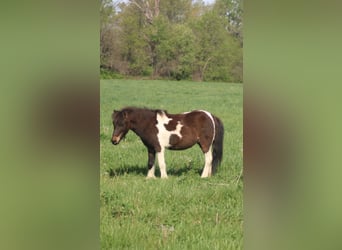 More ponies/small horses, Gelding, 8 years, 10 hh