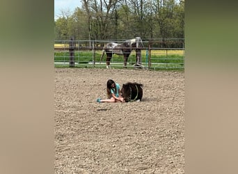 More ponies/small horses, Gelding, 8 years, 10 hh