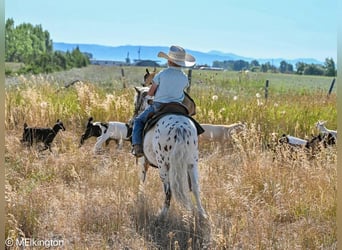 More ponies/small horses, Gelding, 8 years, 10,2 hh