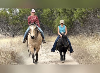 More ponies/small horses, Gelding, 8 years, 10,3 hh, Black