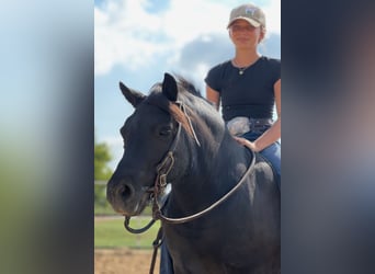 More ponies/small horses, Gelding, 8 years, 10,3 hh, Black