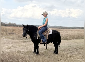 More ponies/small horses, Gelding, 8 years, 10,3 hh, Black