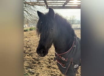 More ponies/small horses, Gelding, 8 years, 11.2 hh, Black