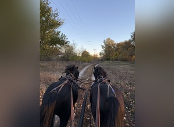 More ponies/small horses, Gelding, 8 years, 11.2 hh, Black