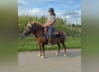 More ponies/small horses, Gelding, 8 years, 11.2 hh, Chestnut