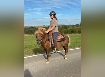 More ponies/small horses, Gelding, 8 years, 11.2 hh, Chestnut