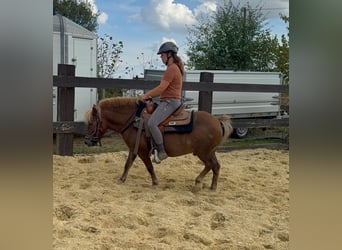 More ponies/small horses, Gelding, 8 years, 11.2 hh, Chestnut