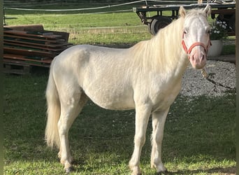 More ponies/small horses, Gelding, 8 years, 11.2 hh, Grey