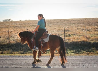 More ponies/small horses, Gelding, 8 years, 11 hh, Bay