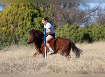 More ponies/small horses, Gelding, 8 years, 11 hh, Bay