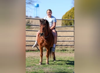 More ponies/small horses, Gelding, 8 years, 11 hh, Bay