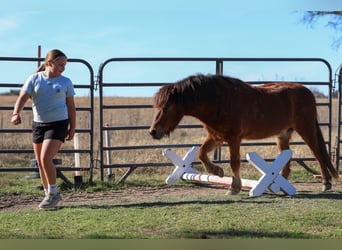 More ponies/small horses, Gelding, 8 years, 11 hh, Bay