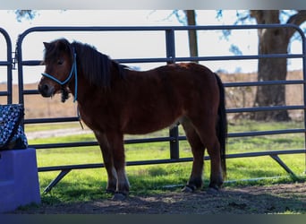 More ponies/small horses, Gelding, 8 years, 11 hh, Bay