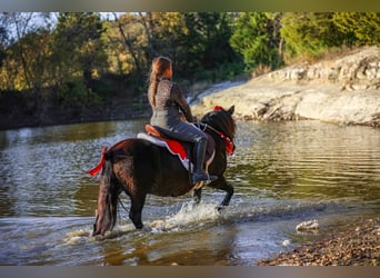 More ponies/small horses, Gelding, 8 years, 11 hh, Black