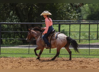 More ponies/small horses, Gelding, 8 years, 11 hh, Roan-Bay
