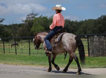 More ponies/small horses, Gelding, 8 years, 11 hh, Roan-Bay