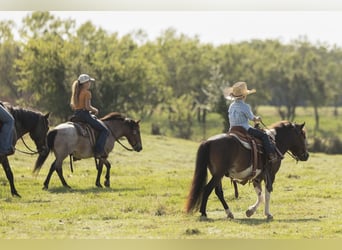 More ponies/small horses, Gelding, 8 years, 11 hh, Roan-Bay
