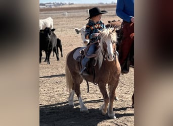 More ponies/small horses, Gelding, 8 years, 11 hh, Roan-Red