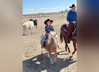 More ponies/small horses, Gelding, 8 years, 11 hh, Roan-Red