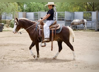 More ponies/small horses, Gelding, 8 years, 11 hh
