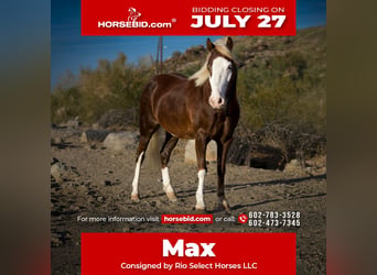 More ponies/small horses, Gelding, 8 years, 11 hh