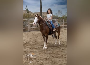More ponies/small horses, Gelding, 8 years, 11 hh