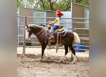 More ponies/small horses, Gelding, 8 years, 11 hh