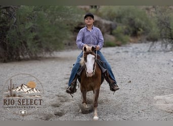 More ponies/small horses, Gelding, 8 years, 11 hh
