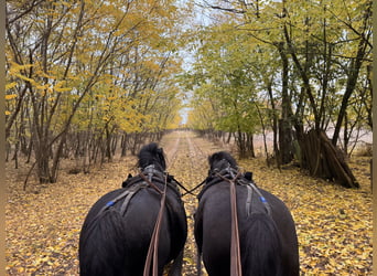 More ponies/small horses, Gelding, 8 years, 11,2 hh, Black