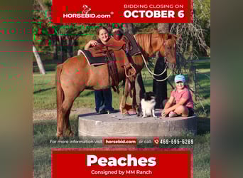 More ponies/small horses, Gelding, 8 years, 11,3 hh, Red Dun