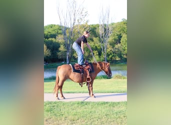 More ponies/small horses, Gelding, 8 years, 11,3 hh, Red Dun