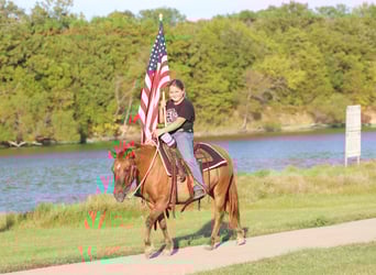 More ponies/small horses, Gelding, 8 years, 11,3 hh, Red Dun