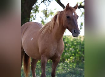 More ponies/small horses, Gelding, 8 years, 11,3 hh, Red Dun