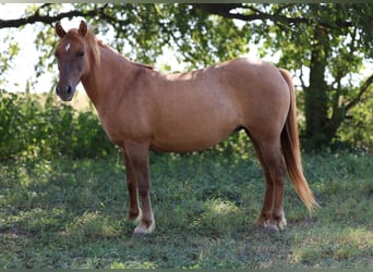 More ponies/small horses, Gelding, 8 years, 11,3 hh, Red Dun