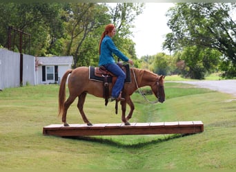 More ponies/small horses, Gelding, 8 years, 11,3 hh, Red Dun