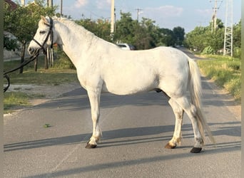 More ponies/small horses, Gelding, 8 years, 12 hh, Gray