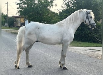 More ponies/small horses, Gelding, 8 years, 12 hh, Gray
