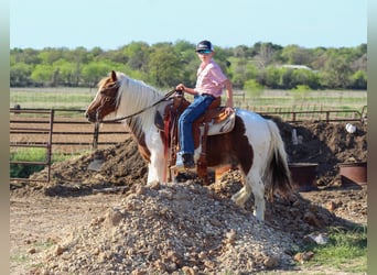 More ponies/small horses, Gelding, 8 years, 12 hh, Pinto