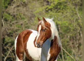 More ponies/small horses, Gelding, 8 years, 12 hh, Pinto