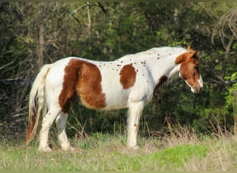 More ponies/small horses, Gelding, 8 years, 12 hh, Tobiano-all-colors