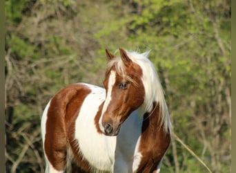 More ponies/small horses, Gelding, 8 years, 12 hh, Tobiano-all-colors