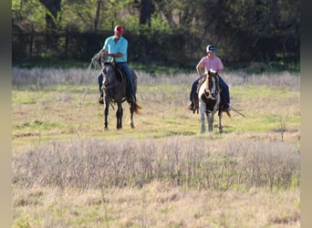 More ponies/small horses, Gelding, 8 years, 12 hh, Tobiano-all-colors