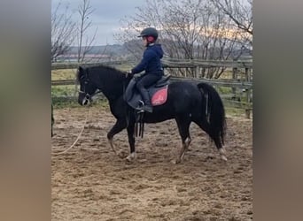 More ponies/small horses, Gelding, 8 years, 12,1 hh, Black