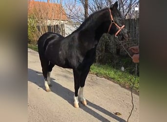More ponies/small horses, Gelding, 8 years, 12,1 hh, Black