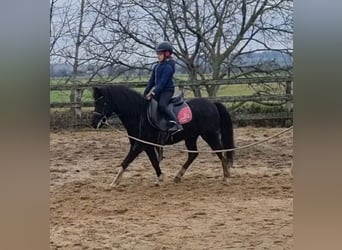 More ponies/small horses, Gelding, 8 years, 12,1 hh, Black