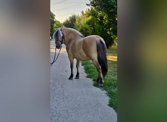 More ponies/small horses, Gelding, 8 years, 12,1 hh, Dun