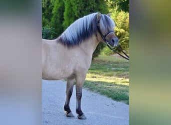 More ponies/small horses, Gelding, 8 years, 12,1 hh, Dun