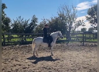 More ponies/small horses, Gelding, 8 years, 12,1 hh, Grey