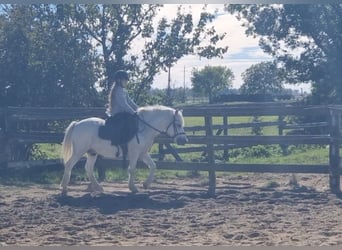 More ponies/small horses, Gelding, 8 years, 12,1 hh, Grey