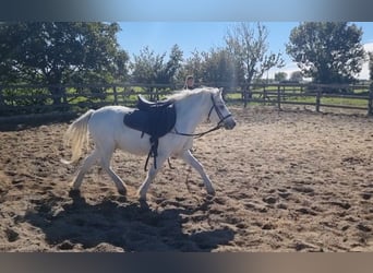 More ponies/small horses, Gelding, 8 years, 12,1 hh, Grey